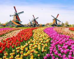 Croisière FÊTE DES TULIPES en pension complète : Amsterdam, Rotterdam & Anvers | 11-16 avril